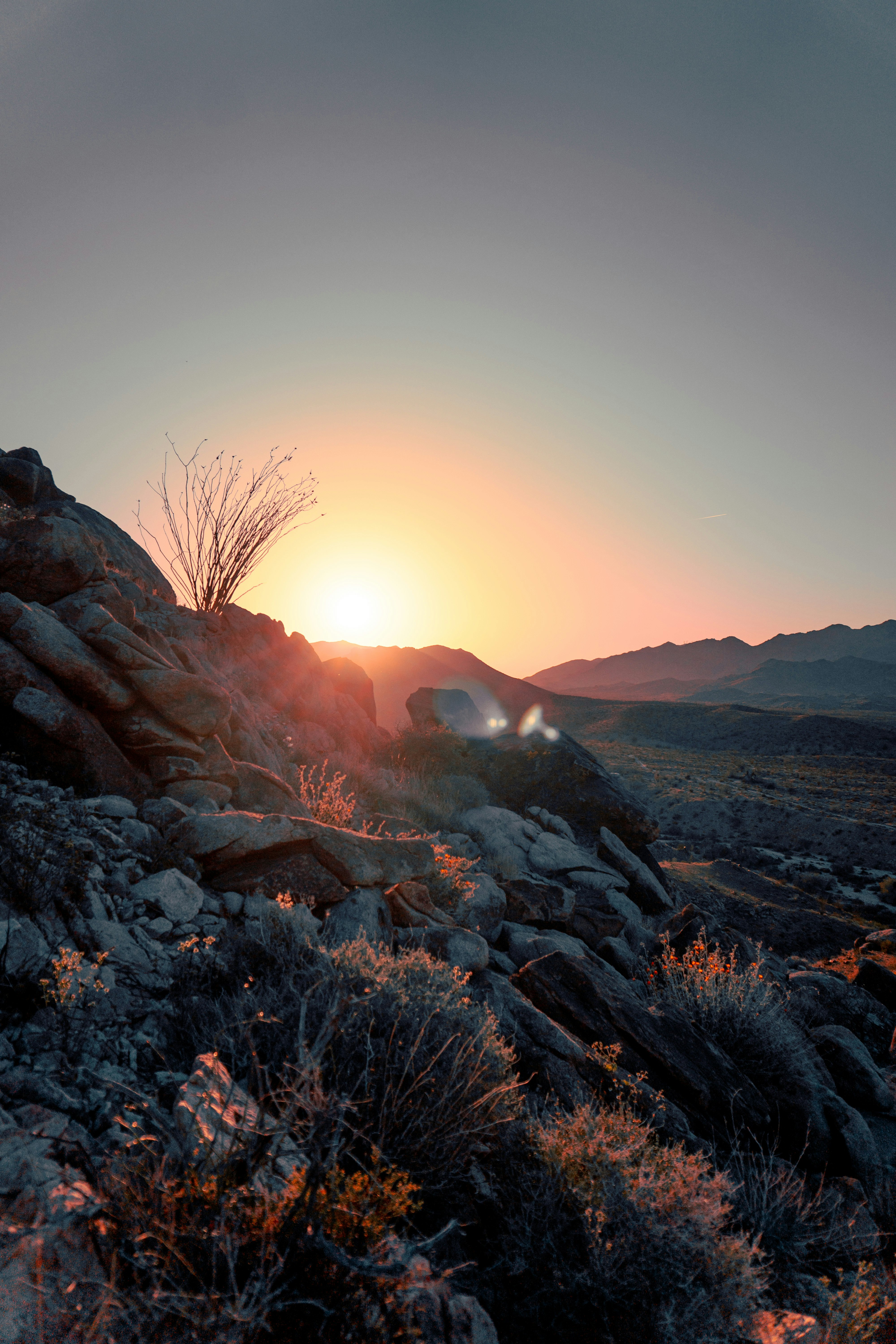 brown bare tree on brown rocky mountain during sunset